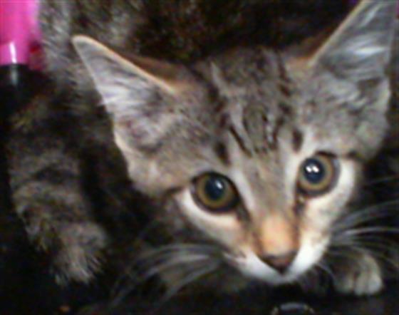 Shelter Stray Male Cat last seen CHARLOTTE, 8315 Byrum Dr, Charlotte, NC 28217, USA