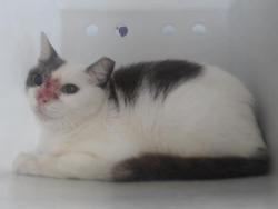 Shelter Stray Female Cat last seen , 2769 Conroy Rd, Orlando, FL 32839, USA
