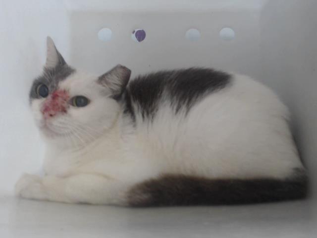 Shelter Stray Female Cat last seen , 2769 Conroy Rd, Orlando, FL 32839, USA