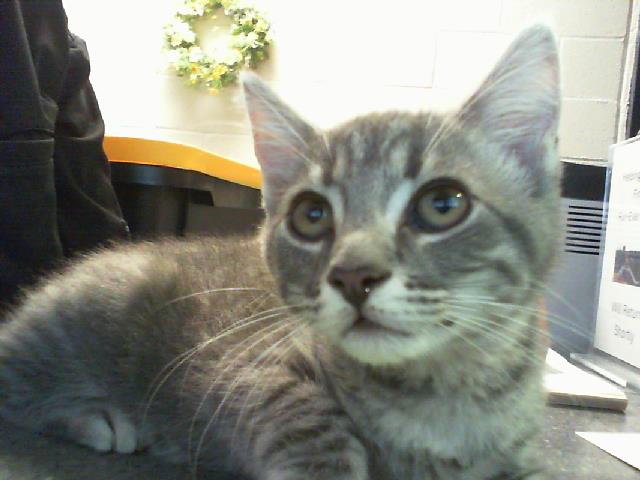 Shelter Stray Male Cat last seen CHARLOTTE, 8315 Byrum Dr, Charlotte, NC 28217, USA
