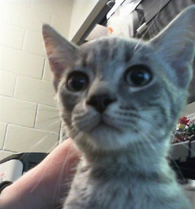Shelter Stray Male Cat last seen CHARLOTTE, 8315 Byrum Dr, Charlotte, NC 28217, USA