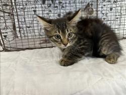Shelter Stray Male Cat last seen , 957 N Gaffey St, San Pedro, CA 90731, USA