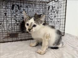 Shelter Stray Male Cat last seen , 957 N Gaffey St, San Pedro, CA 90731, USA