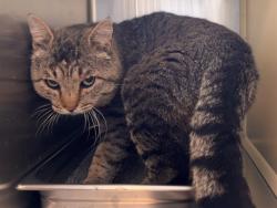 Shelter Stray Male Cat last seen Near BLOCK DAWSON RD, ELBERT CO 80106, 610 Abbot Ln, Colorado Springs, CO 80905, USA