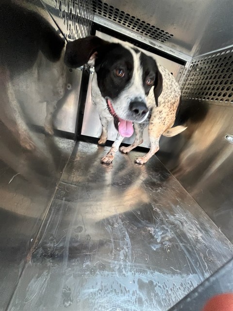 Shelter Stray Female Dog last seen Near BLOCK SW 15TH TER, 2811 SE 29th St, Oklahoma City, OK 73129, USA