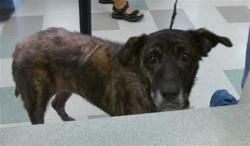 Shelter Stray Female Dog last seen SW 18TH ST, 2811 SE 29th St, Oklahoma City, OK 73129, USA