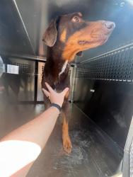 Shelter Stray Female Dog last seen Near BLOCK SW 15TH TER, 2811 SE 29th St, Oklahoma City, OK 73129, USA