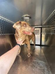 Shelter Stray Female Dog last seen Near BLOCK SW 15TH TER, 2811 SE 29th St, Oklahoma City, OK 73129, USA