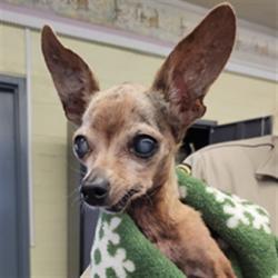 Shelter Stray Female Dog last seen , 216 W Victoria St, Gardena, CA 90248, USA