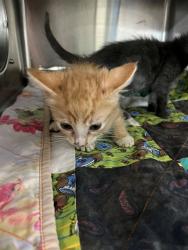 Shelter Stray Female Cat last seen SX DROP OFF, 2020 Forest St, Jacksonville, FL 32204, USA
