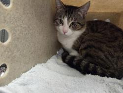 Shelter Stray Male Cat last seen Near BLOCK S 170TH ST, SEATAC WA 98188, 21615 64th Ave S, Kent, WA 98032, USA