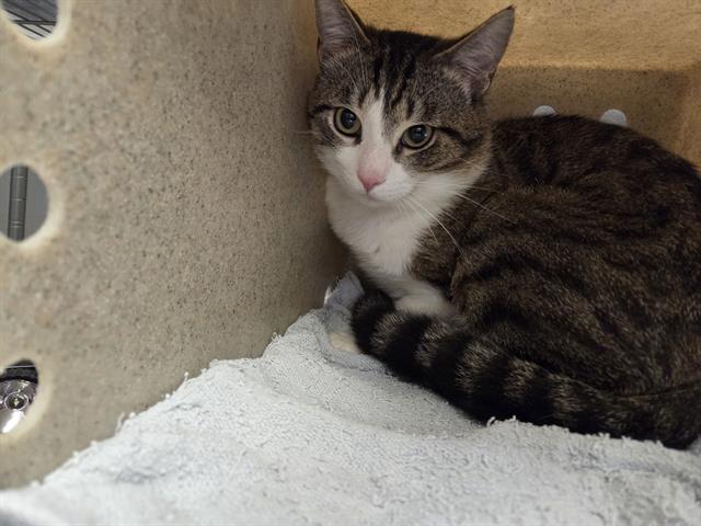 Shelter Stray Male Cat last seen Near BLOCK S 170TH ST, SEATAC WA 98188, 21615 64th Ave S, Kent, WA 98032, USA