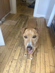 Found/Stray Male Dog last seen Elizabeth Street near city park, Denver, CO 80206