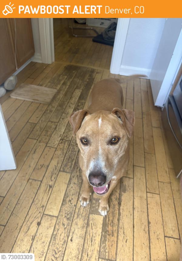 Found/Stray Male Dog last seen Elizabeth Street near city park, Denver, CO 80206