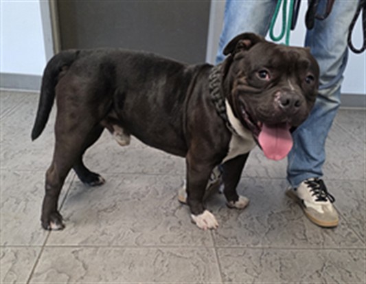 Shelter Stray Male Dog last seen , 11361 W Pico Blvd, Los Angeles, CA 90064, USA
