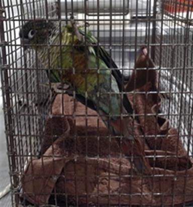 Shelter Stray Male Bird last seen XGEARY/HYDE, 1419 Bryant St, San Francisco, CA 94103, USA
