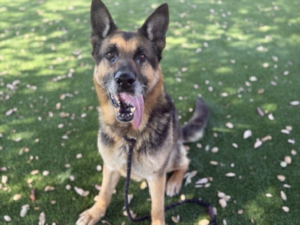 Shelter Stray Male Dog last seen , 3201 Lacy St, Los Angeles, CA 90031, USA