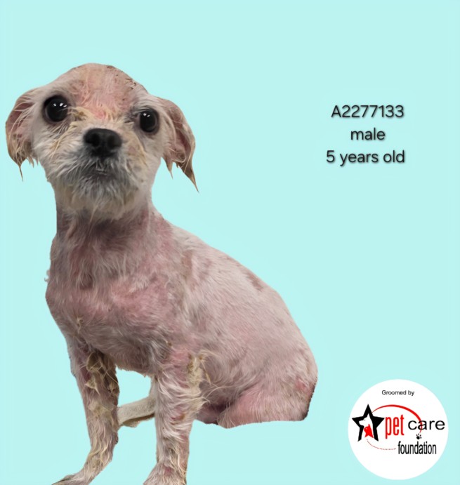 Shelter Stray Male Dog last seen , 3201 Lacy St, Los Angeles, CA 90031, USA