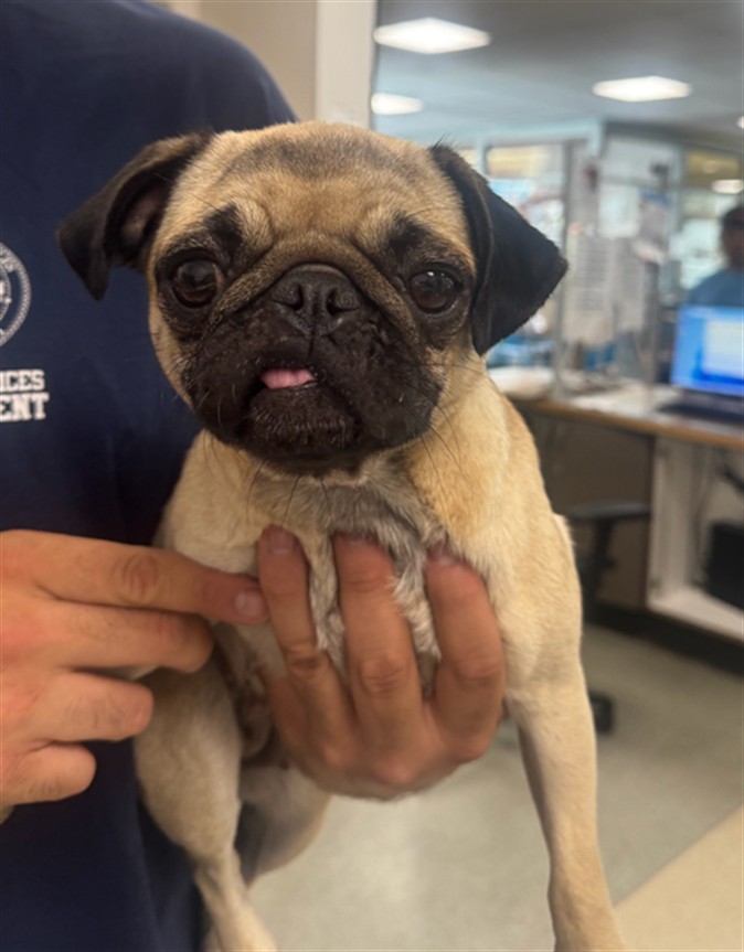 Shelter Stray Female Dog last seen , 14409 Vanowen St, Van Nuys, CA 91405, USA