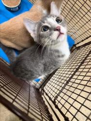 Shelter Stray Male Cat last seen , 14409 Vanowen St, Van Nuys, CA 91405, USA