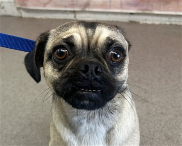Shelter Stray Female Dog last seen EAASTON AND ACACIA, 333 Chandler Pl, San Bernardino, CA 92408, USA