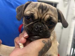 Shelter Stray Female Dog last seen EAASTON AND ACACIA, 333 Chandler Pl, San Bernardino, CA 92408, USA