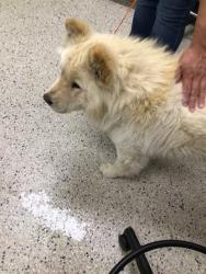Shelter Stray Male Dog last seen E 36TH AVE AND BRADBURY-KREBS RD, 12155 Park Blvd, Brighton, CO 80601, USA