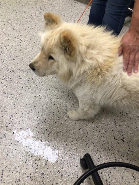 Shelter Stray Male Dog last seen E 36TH AVE AND BRADBURY-KREBS RD, 12155 Park Blvd, Brighton, CO 80601, USA