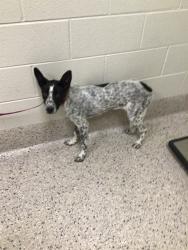 Shelter Stray Female Dog last seen Near BLOCK CALHOUN BYERS RD, 12155 Park Blvd, Brighton, CO 80601, USA