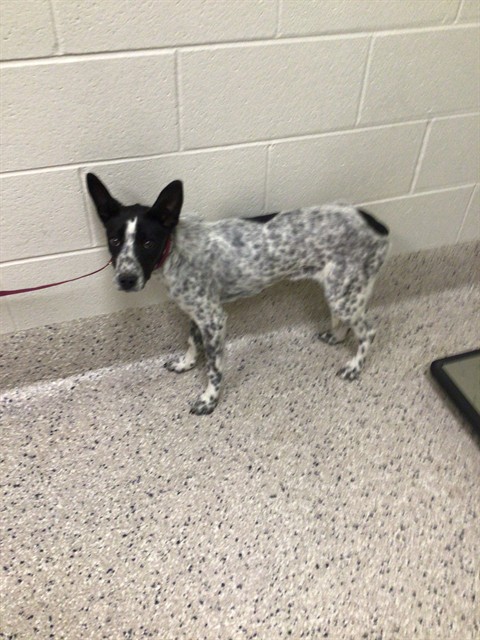 Shelter Stray Female Dog last seen Near BLOCK CALHOUN BYERS RD, 12155 Park Blvd, Brighton, CO 80601, USA