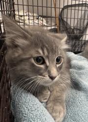 Shelter Stray Male Cat last seen , West Valley Animal Shelter, 20655 Plummer St, Chatsworth, CA 91311, USA