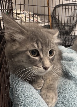 Shelter Stray Male Cat last seen , West Valley Animal Shelter, 20655 Plummer St, Chatsworth, CA 91311, USA