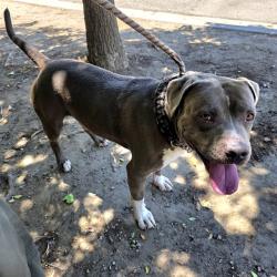Shelter Stray Male Dog last seen Near BLK E DEL AMO LONG BEACH CA 90805, 7700 E Spring St, Long Beach, CA 90815, USA
