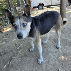 Shelter Stray Female Dog last seen Near BLK MILLMARK AVE LONG BEACH CA 90804, 7700 E Spring St, Long Beach, CA 90815, USA