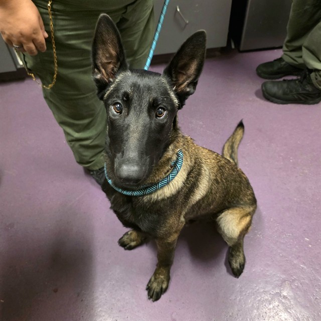 Shelter Stray Male Dog last seen Near BLK OLIVE AVE, LONG BEACH, CA 90806, 7700 E Spring St, Long Beach, CA 90815, USA