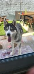 Shelter Stray Unknown Dog last seen Near BLOCK BLCK, SAN FRANCISCO AVE, LONG BEACH, CA, 90806, 7700 E Spring St, Long Beach, CA 90815, USA