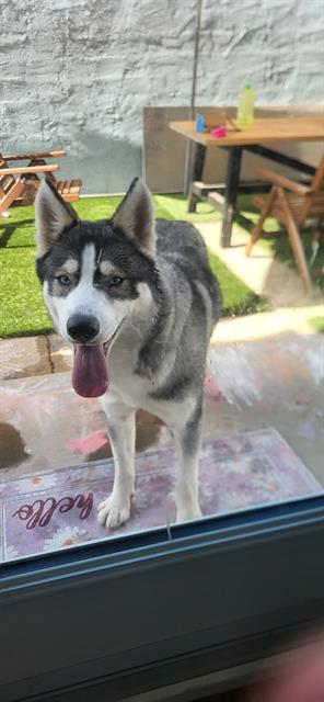 Shelter Stray Unknown Dog last seen Near BLOCK BLCK, SAN FRANCISCO AVE, LONG BEACH, CA, 90806, 7700 E Spring St, Long Beach, CA 90815, USA