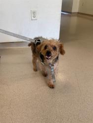 Shelter Stray Male Dog last seen Near BLK E WARDLOW RD, LONG BEACH, CA 90808, 7700 E Spring St, Long Beach, CA 90815, USA