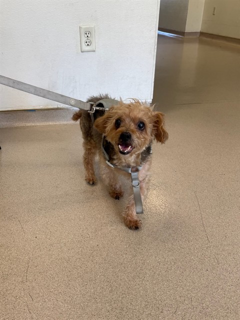 Shelter Stray Male Dog last seen Near BLK E WARDLOW RD, LONG BEACH, CA 90808, 7700 E Spring St, Long Beach, CA 90815, USA