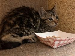 Shelter Stray Female Cat last seen LA SIERRA AVENUE & MAGNOLIA AVENUE, RIVERSIDE, CA, 6851 Van Buren Boulevard, Jurupa Valley, CA 92509, USA