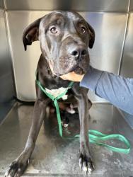 Shelter Stray Male Dog last seen Near BLOCK FREEWAY & PEDLEY, 6851 Van Buren Boulevard, Jurupa Valley, CA 92509, USA