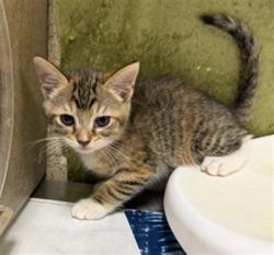 Shelter Stray Female Cat last seen Near BLOCK BURLINGAME DR, RIVERSIDE, CA, 6851 Van Buren Boulevard, Jurupa Valley, CA 92509, USA