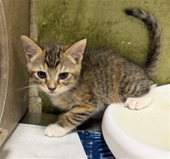 Shelter Stray Female Cat last seen Near BLOCK BURLINGAME DR, RIVERSIDE, CA, 6851 Van Buren Boulevard, Jurupa Valley, CA 92509, USA