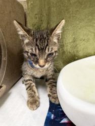 Shelter Stray Male Cat last seen Near BLOCK BURLINGAME DR, RIVERSIDE, CA, 6851 Van Buren Boulevard, Jurupa Valley, CA 92509, USA
