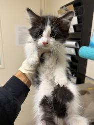 Shelter Stray Female Cat last seen Near BLOCK RUBY GIANT CT, EASTVALE CA 92880, 6851 Van Buren Boulevard, Jurupa Valley, CA 92509, USA