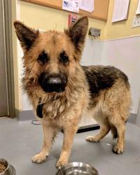 Shelter Stray Male Dog last seen Near BLOCK S SANDERSON AVE, HEMET CA 92545, San Jacinto, CA 92582, USA