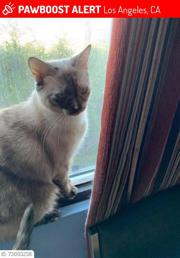 Lost Female Cat last seen Supulveda and palms , Los Angeles, CA 90034
