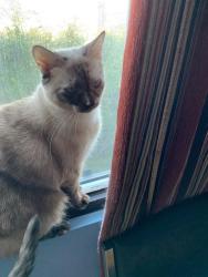 Lost Female Cat last seen Supulveda and palms , Los Angeles, CA 90034