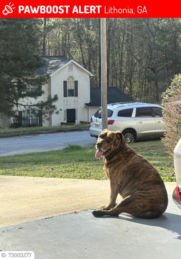 Lost Male Dog last seen Swift Creek Lane Lane& Swift Creek Drive, Lithonia, GA 30058