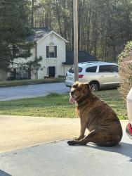Lost Male Dog last seen Swift Creek Lane Lane& Swift Creek Drive, Lithonia, GA 30058